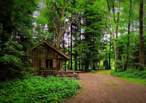 Construction de cabanes perchées dans les arbres